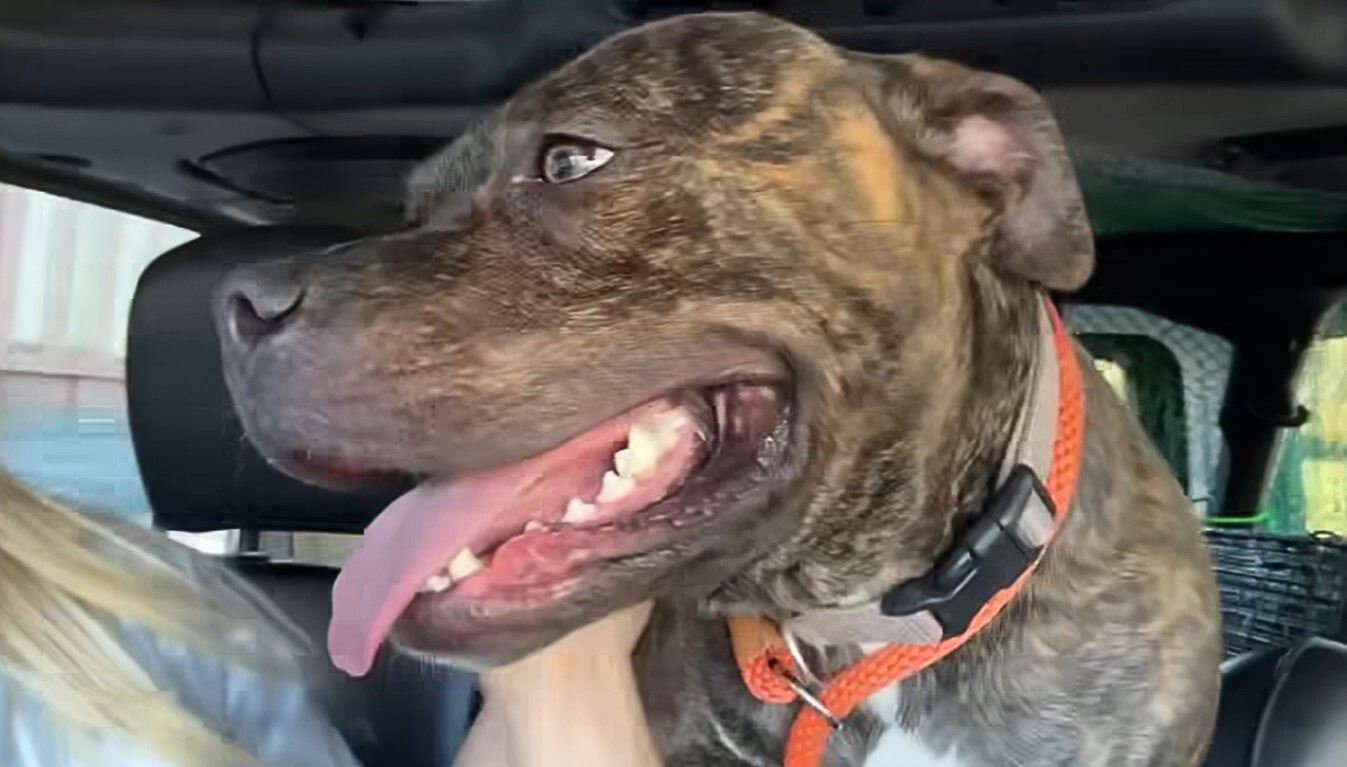 portrait of a dog looking away with its tongue sticking out