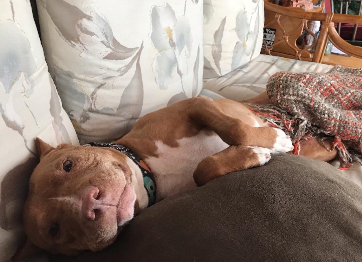 portrait of a dog lying on a couch