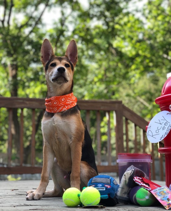 portrait of a dog sitting next to his toys