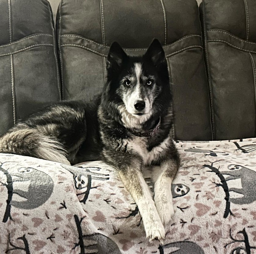 portrait of a dog sitting on a couch