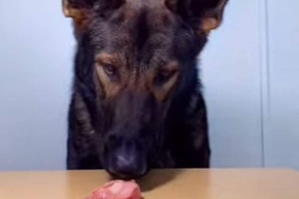 portrait of a dog sniffing meat on the table