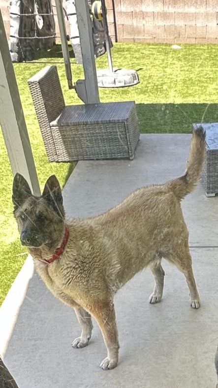 portrait of a dog standing on the pavement in the garden