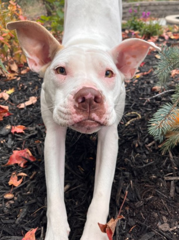 portrait of a dog stretching