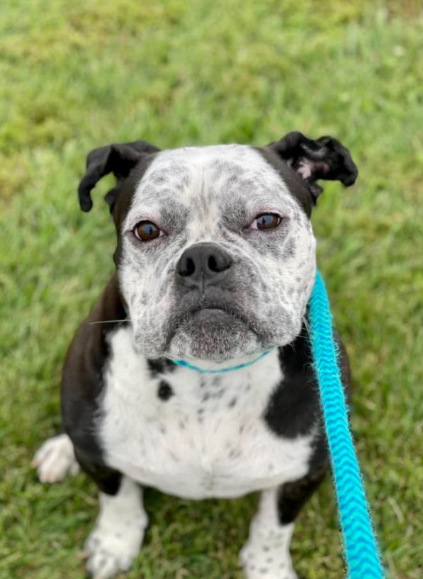 portrait of a dog with a blue leash sitting on the grass