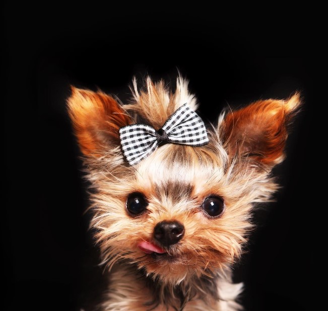 portrait of a dog with a bow on its head