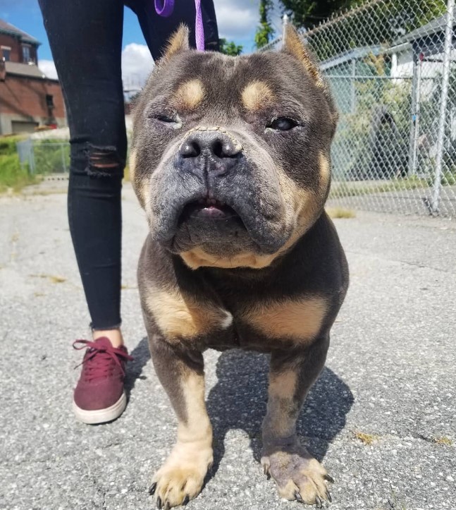 portrait of a foster puppy standing in the street on a leash