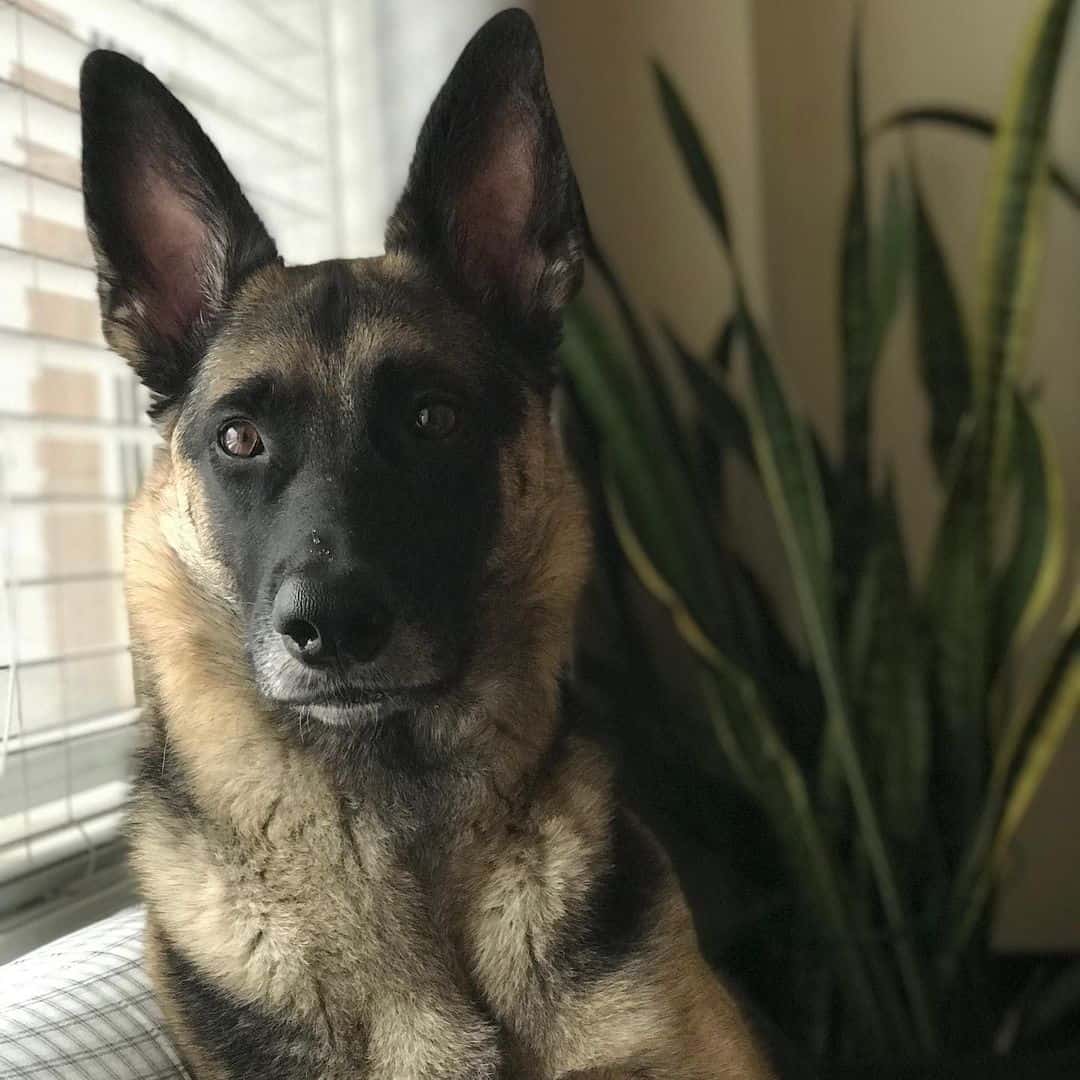 portrait of a german shepherd greyhound mix