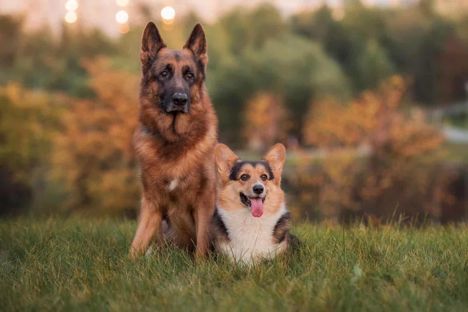 portrait of a German shepherd and welsh corgi pembroke on grass