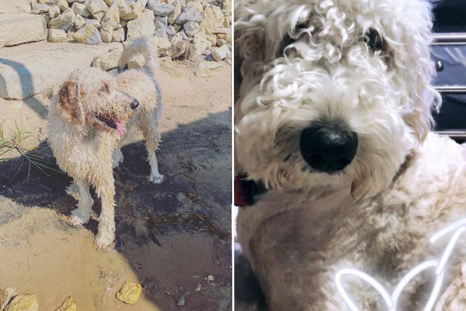 portrait of a Goldendoodle that survived the fall