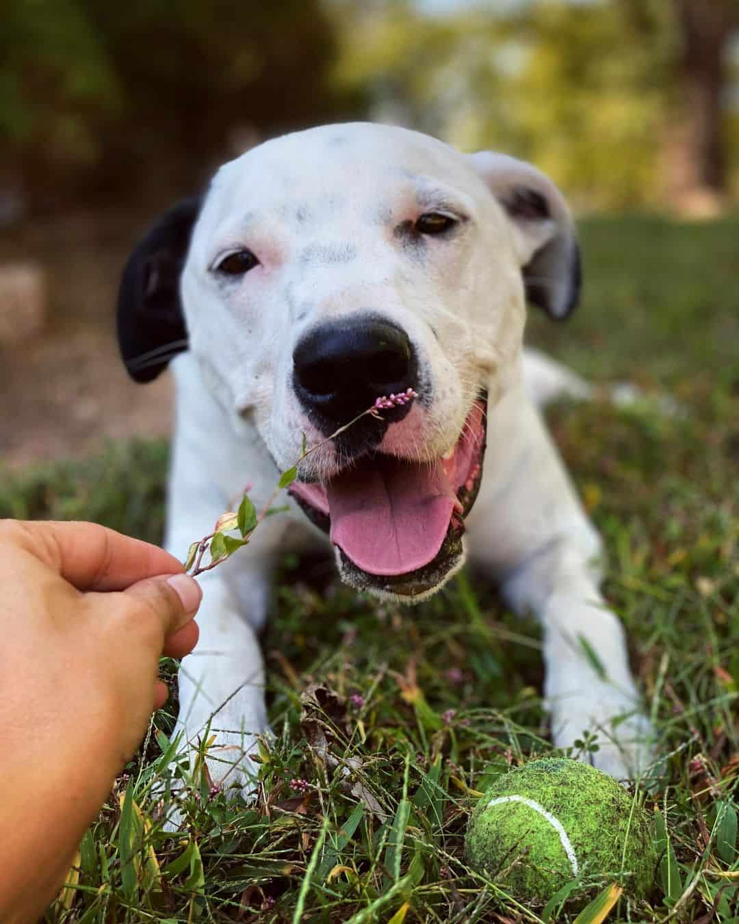 portrait of a great dane dalmatian mix