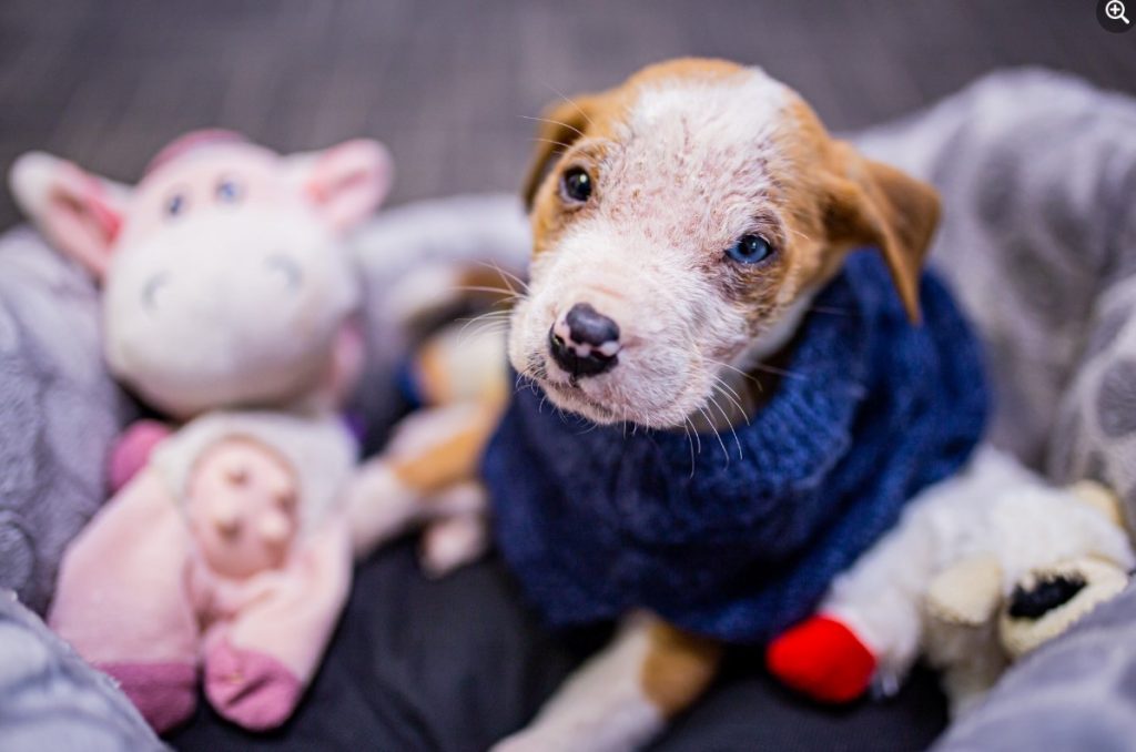 portrait of a healthy adopted puppy