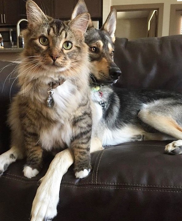 portrait of a husky and a cat on the couch