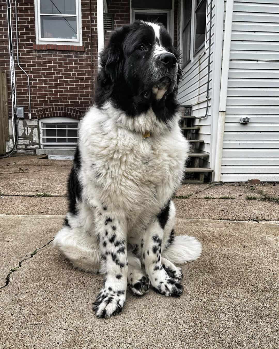 portrait of a landseer newfoundland