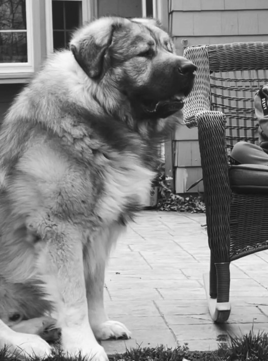 portrait of a mountain dog looking ahead