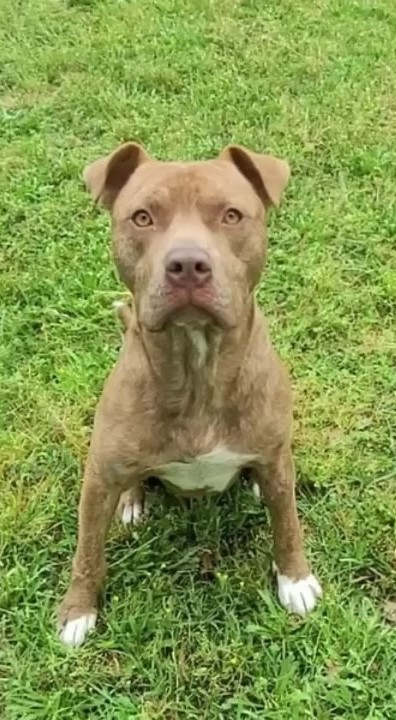 portrait of a pit bull sitting and looking at the camera