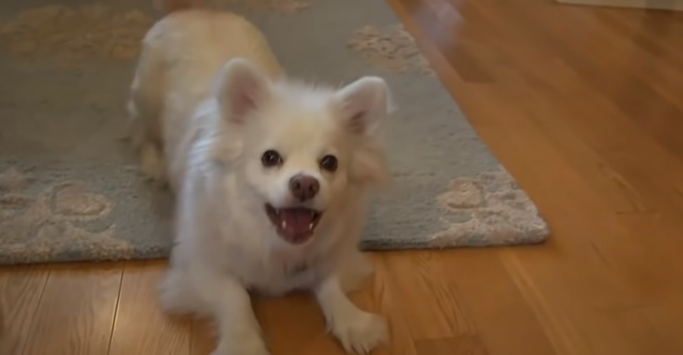 portrait of a playful white dog lying on the floor