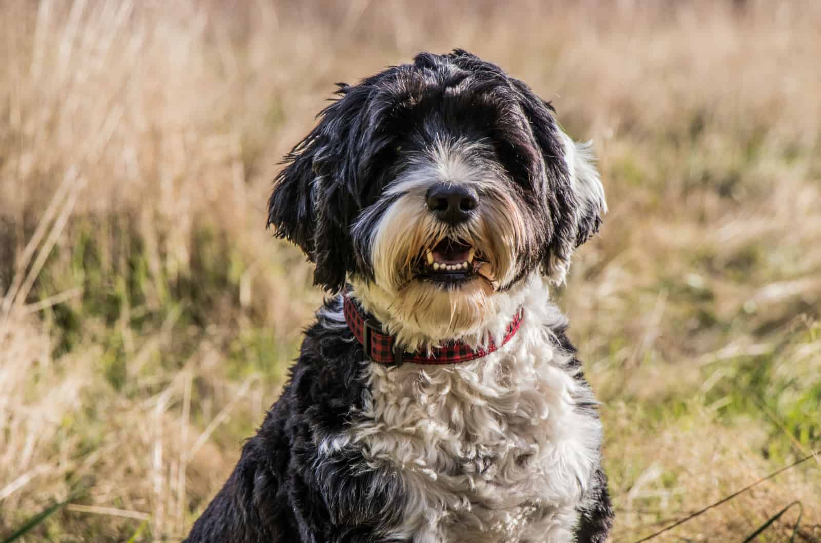 portrait of a portuguese water dog