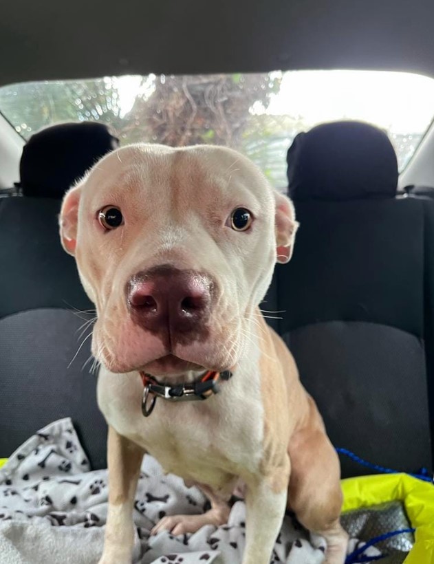 portrait of a puppy in a car