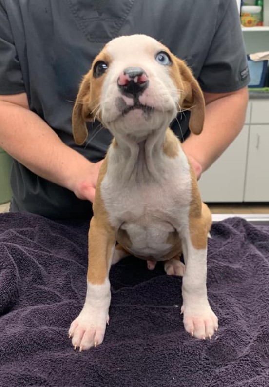 portrait of a puppy with big eyes at the vet