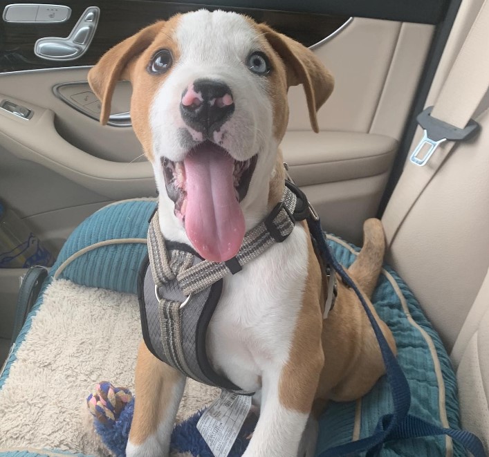 portrait of a puppy with tongue out and big eyes