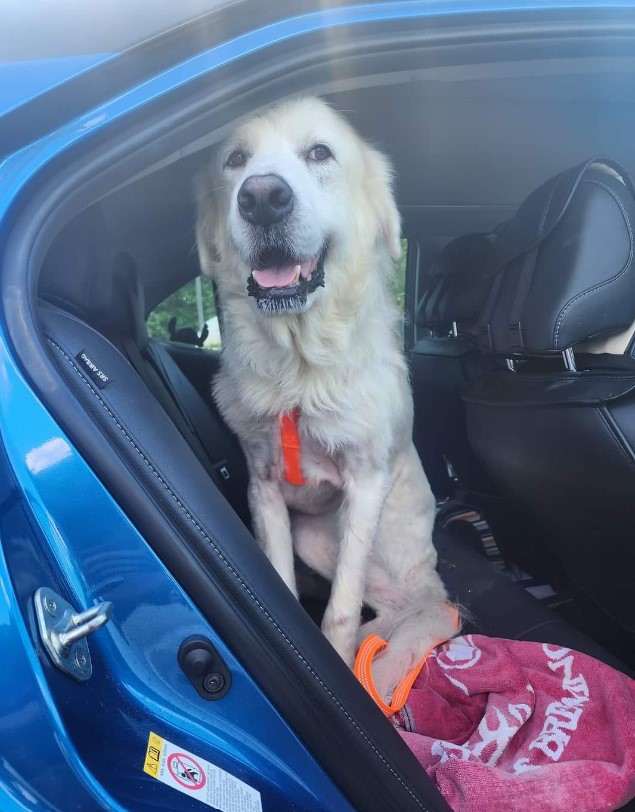 portrait of a white dog sitting in a car