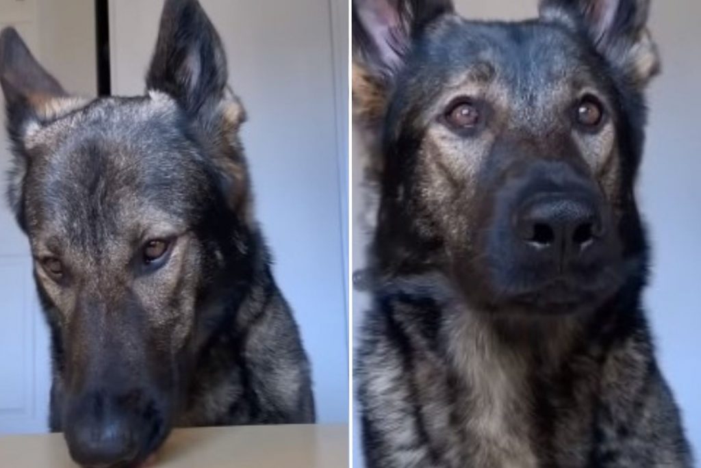 portrait of a Sable German Shepherd