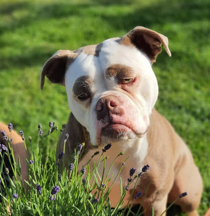 portrait of a sad dog sitting in the grass