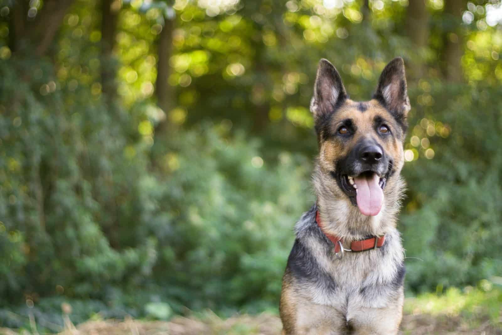 portrait of a short coated gsd