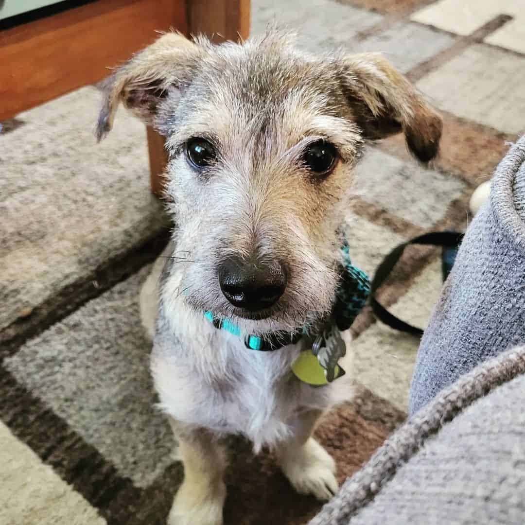 portrait of a small schnauzer terrier mix