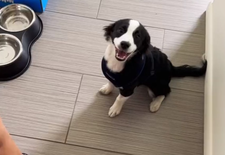 portrait of a smiling black and white puppy