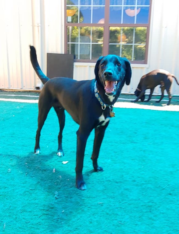 portrait of a smiling black dog in the garden in front of the house