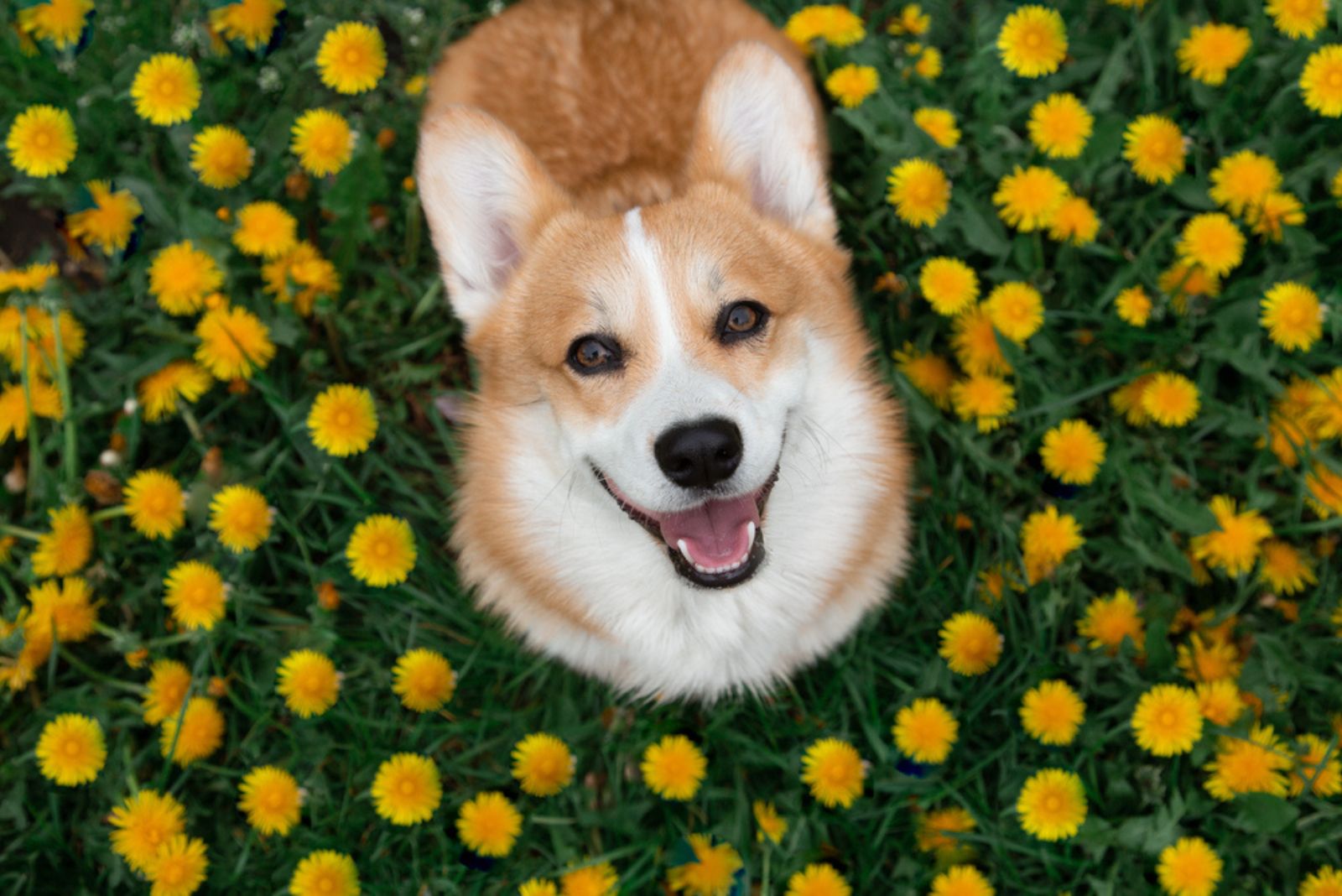 portrait of a smiling Corgi