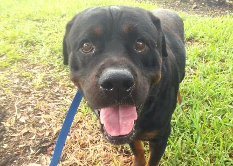 portrait of a smiling dog looking at the camera