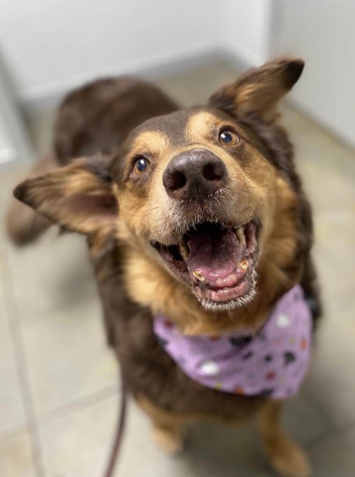 portrait of a smiling dog standing on the tiles and looking at the camera