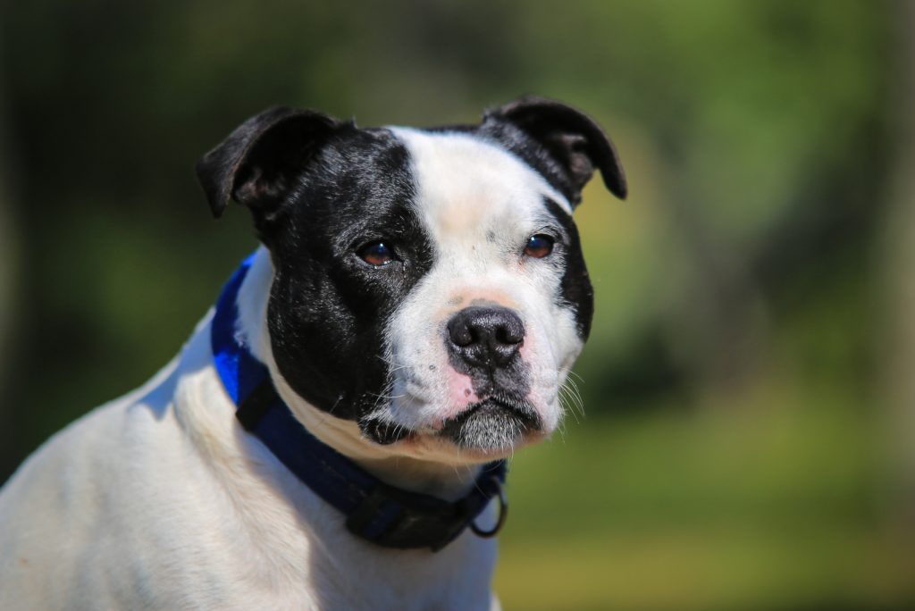 portrait of a staffordshire bull terrier