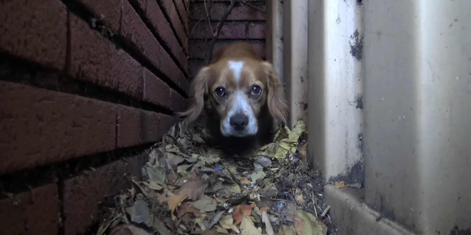 portrait of a thrown dog behind the school