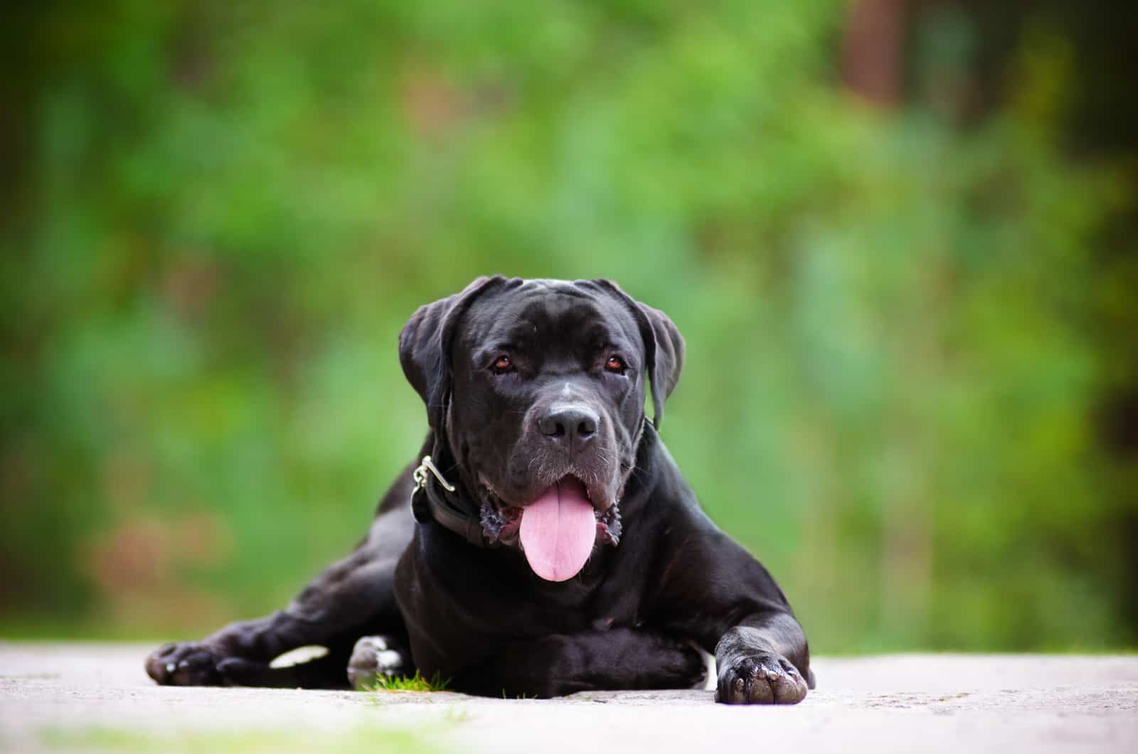 portrait of a young black cane corso