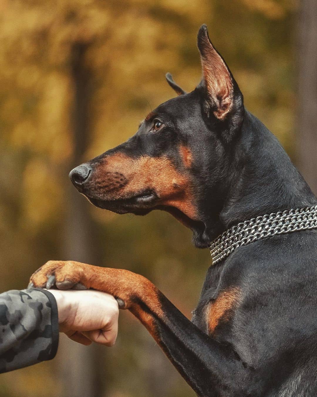 portrait of an adult doberman pinscher