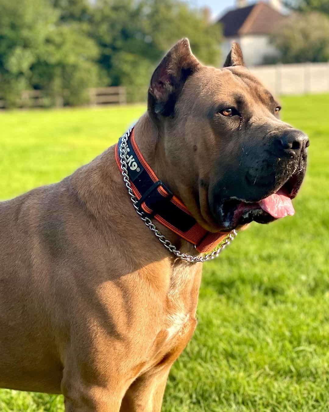 portrait of an adult formentino cane corso