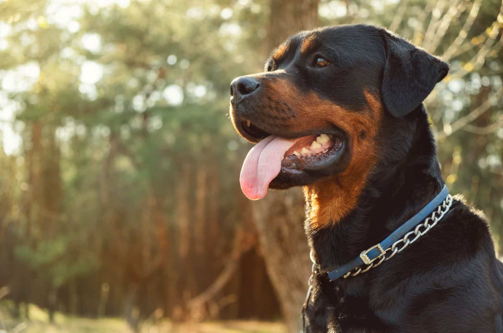 portrait of an adult rottweiler