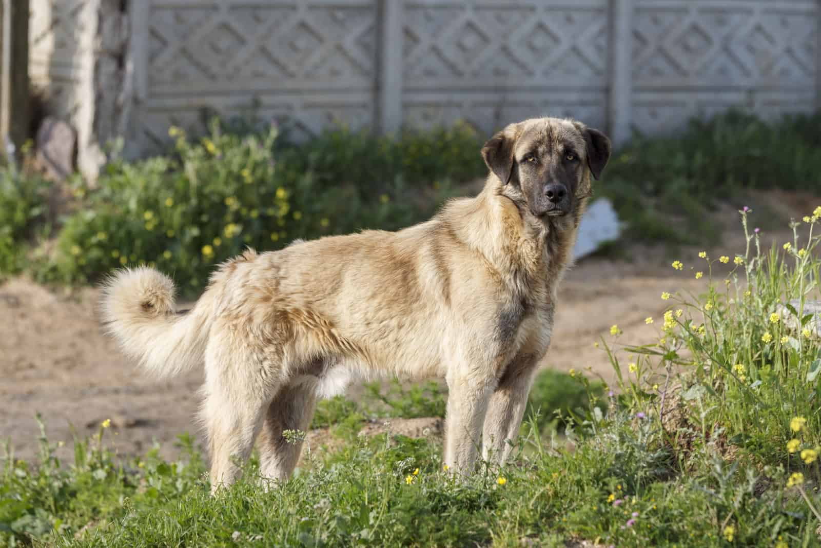 portrait of an anatolian shepherd