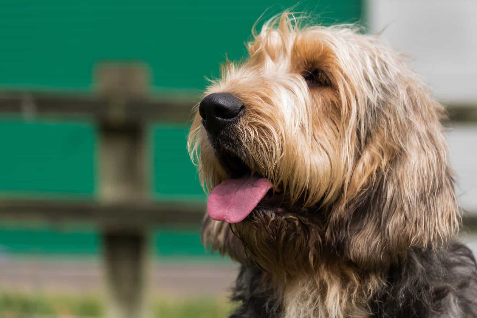 portrait of an otterhound