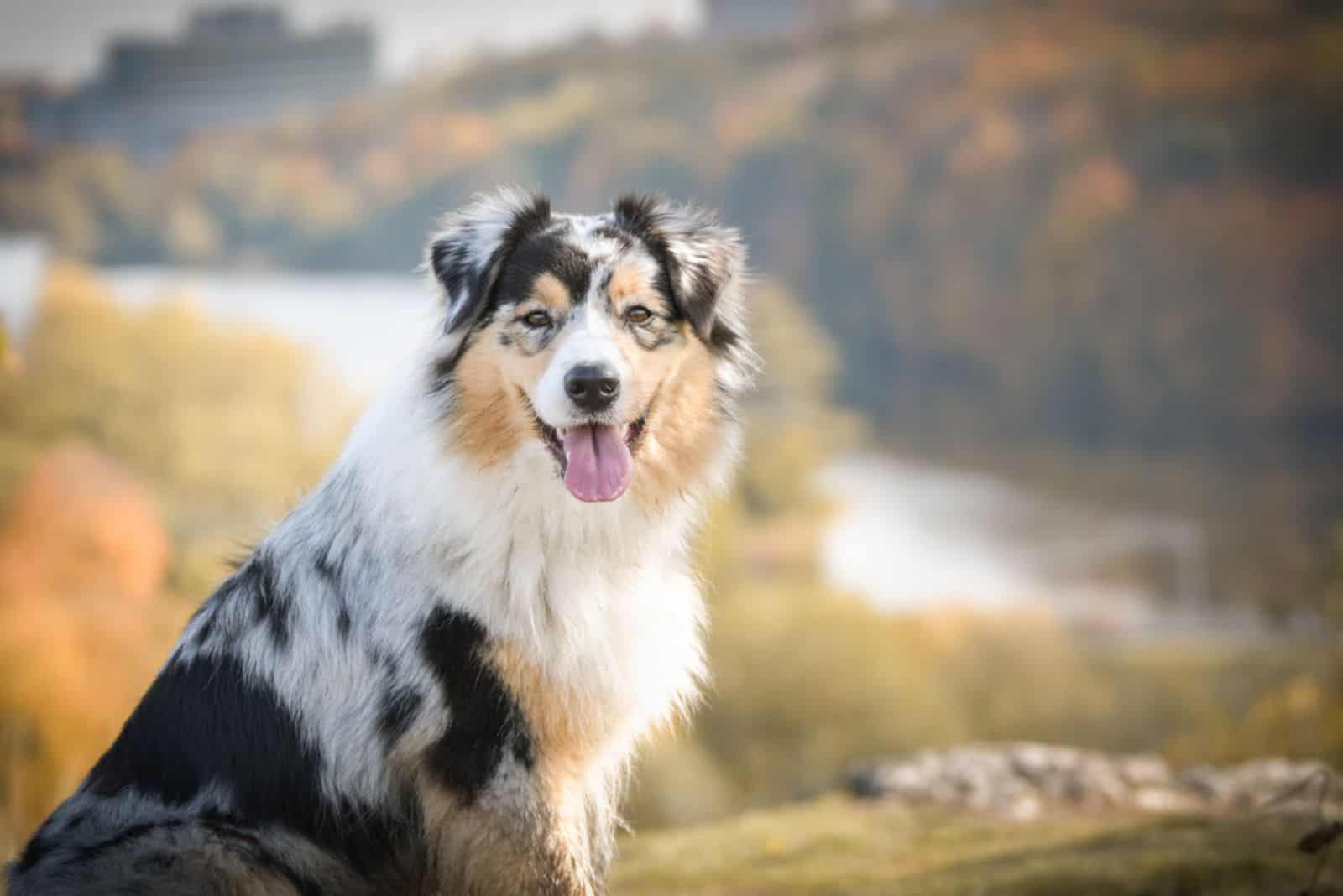 Portrait of Australian shepherd, who is standing in rock