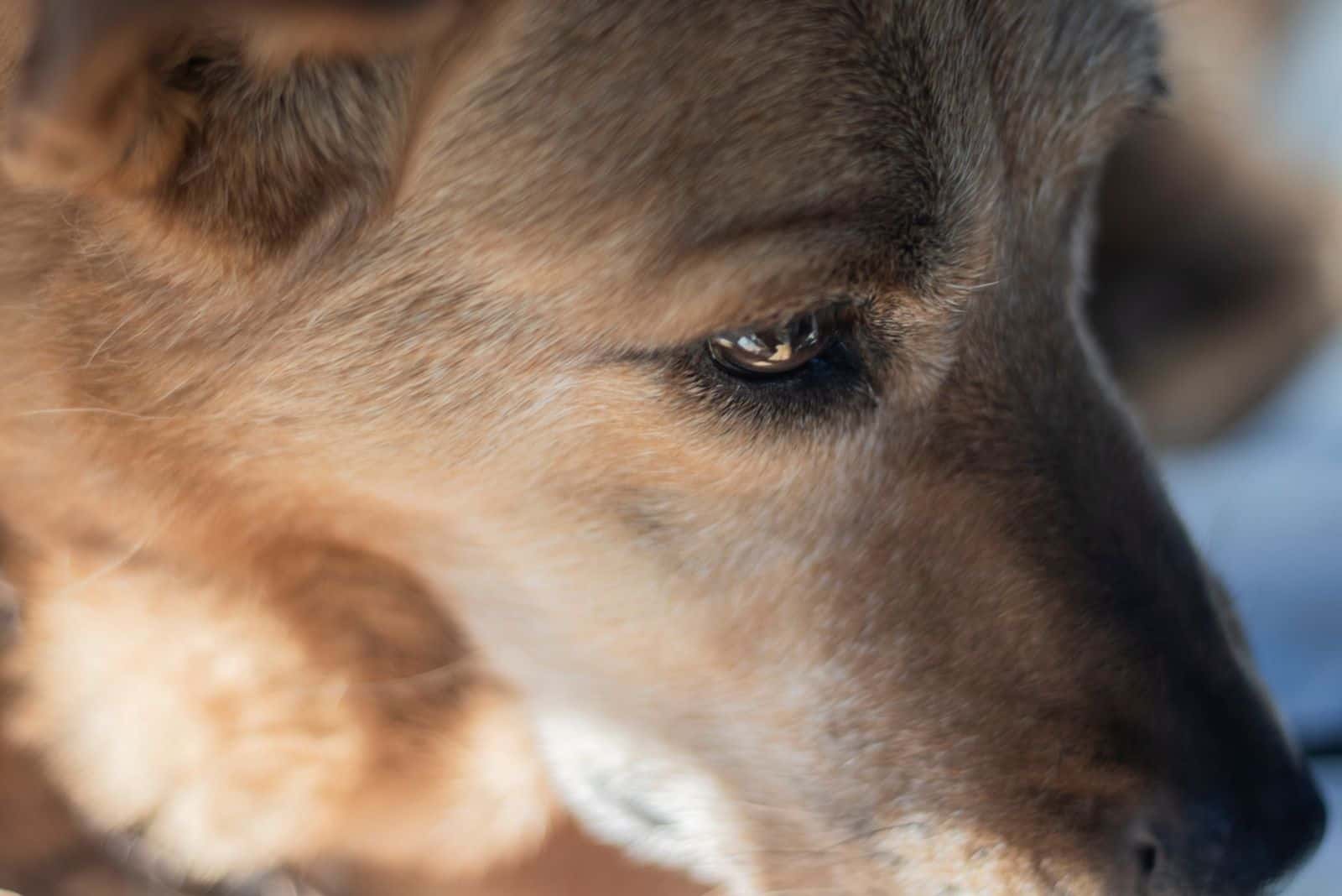 portrait of belgian malinois mix yellow lab in focus photography