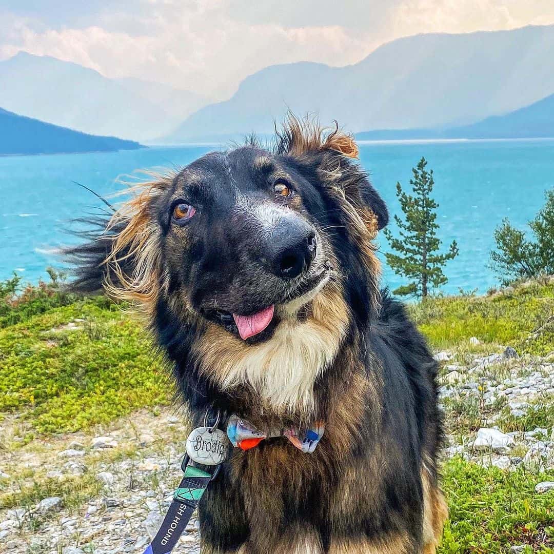 portrait of Brodie, the dog with facial deformity