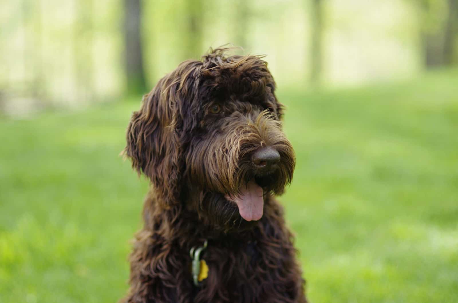 portrait of cute dog outside