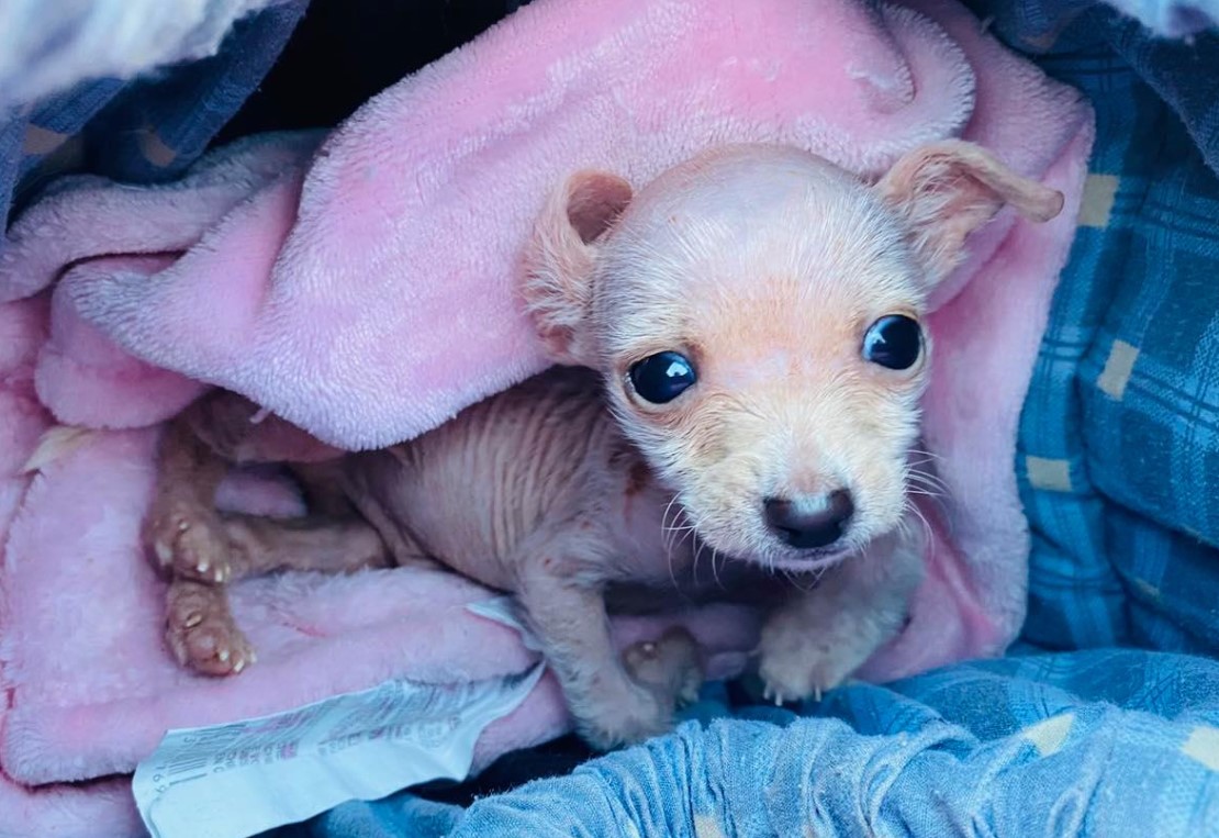 portrait of Disabled Pup wrapped in a pink blanket