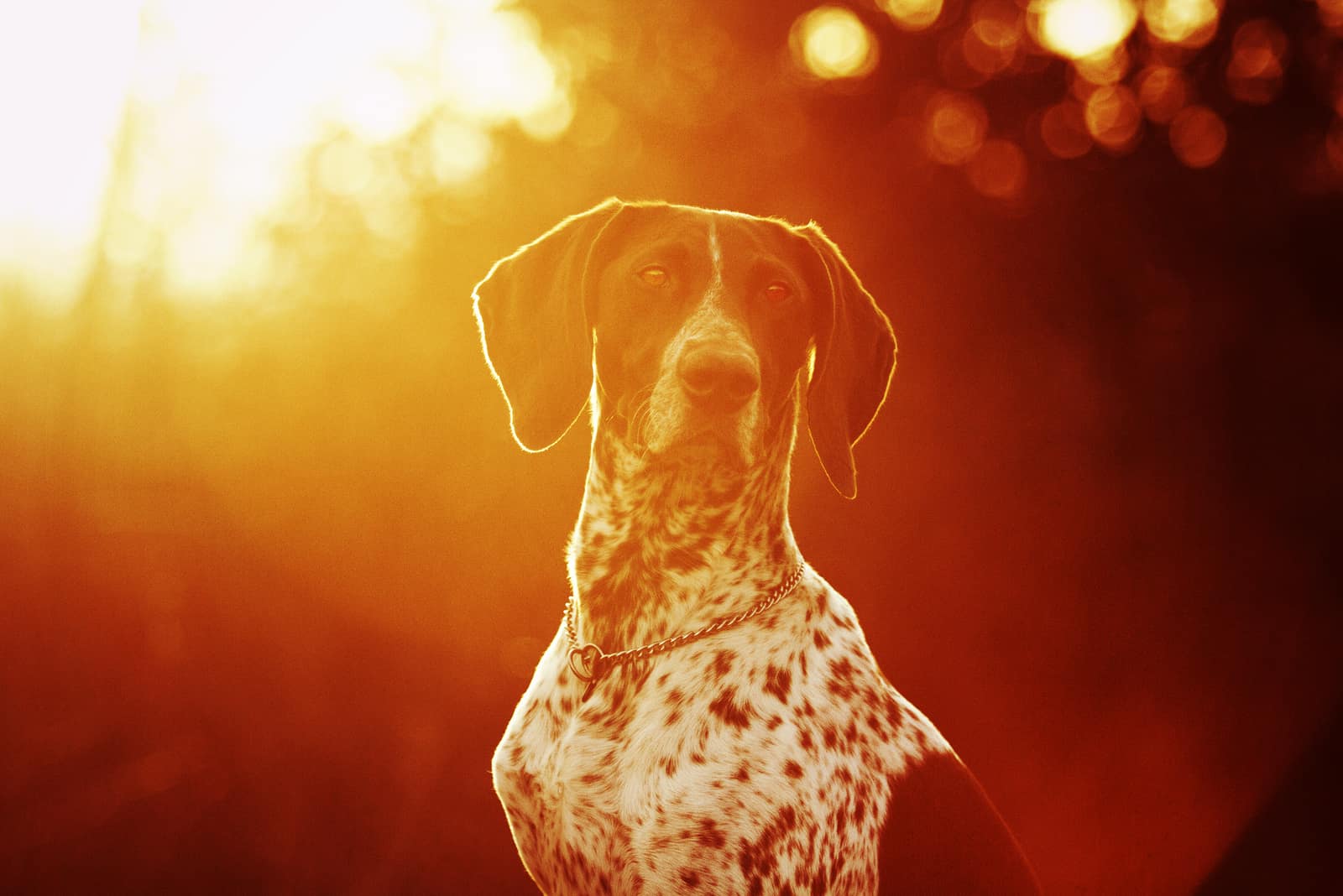 portrait of dog standing outside in sunset