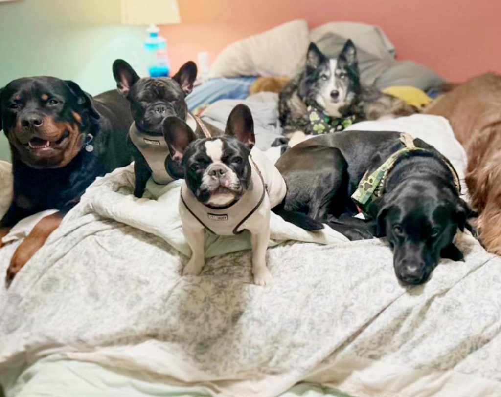 portrait of dogs lying on a bed