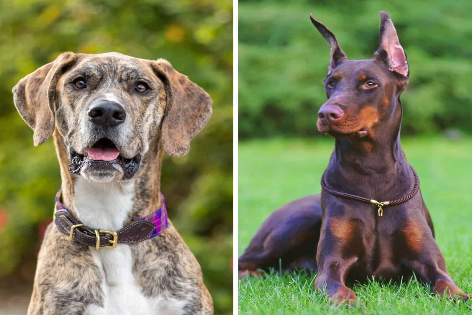 portrait of Great Dane And Doberman outside